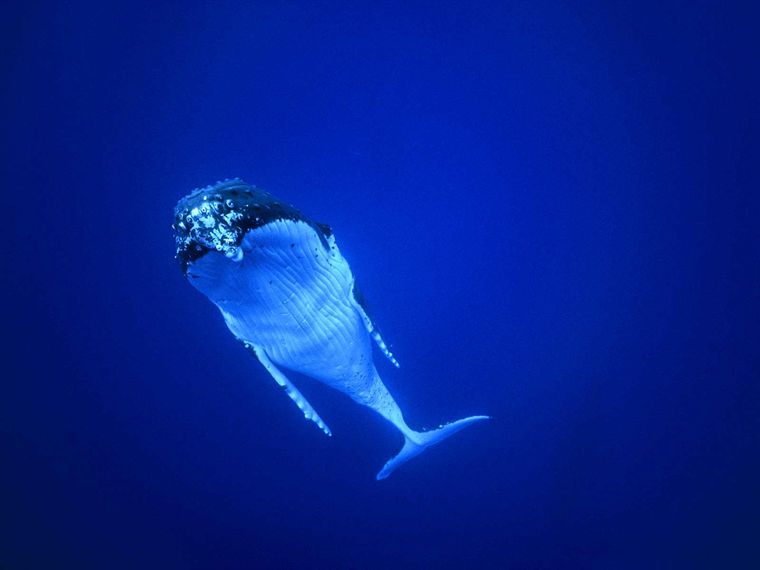 Кадры из Океаны (2009)