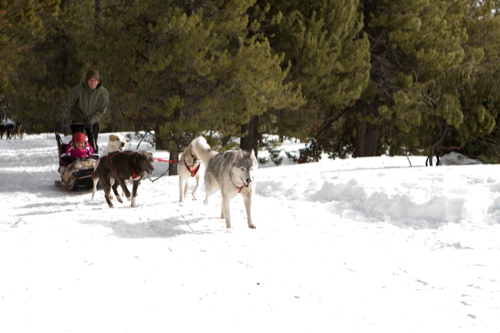 Зов предков (2009)