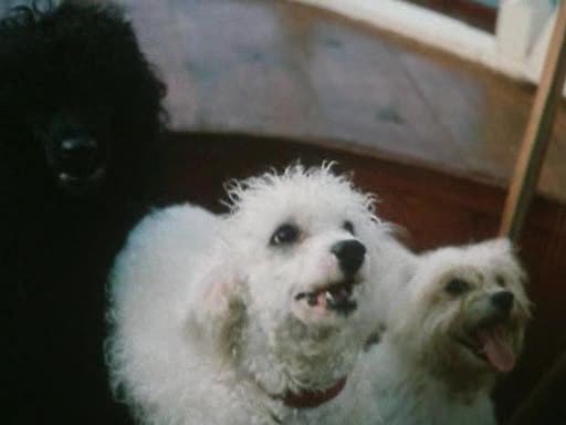 Кадры из Без семьи (1985)