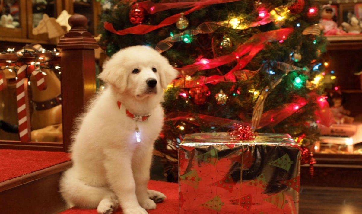 Кадры из В поисках Санта Лапуса (2010)