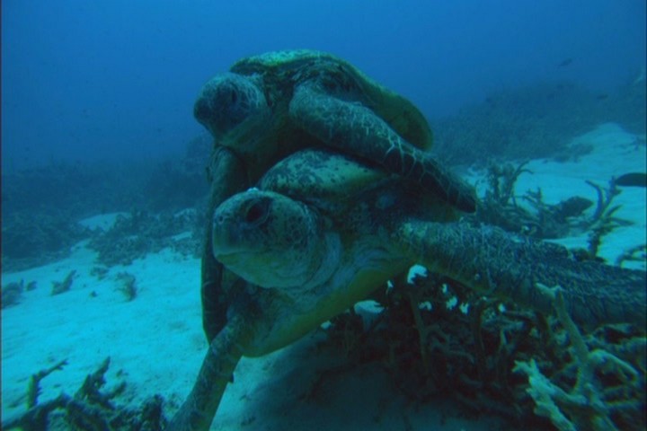 Кадры из Грёзы Кораллового моря: Пробуждение (2009)