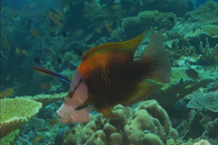 Кадры из Грёзы Кораллового моря: Пробуждение (2009)