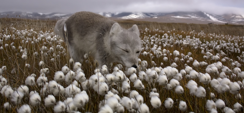 Кадры из Россия — царство тигров, медведей и вулканов (2011)