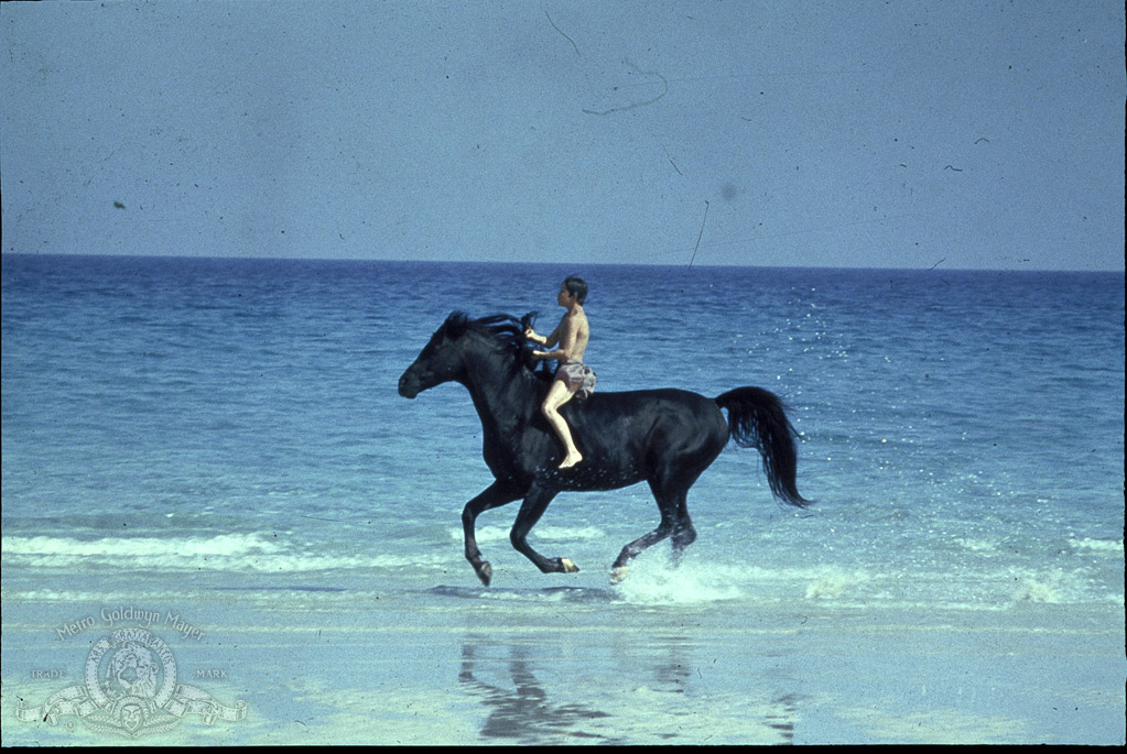 Кадры из Черный скакун (1979)