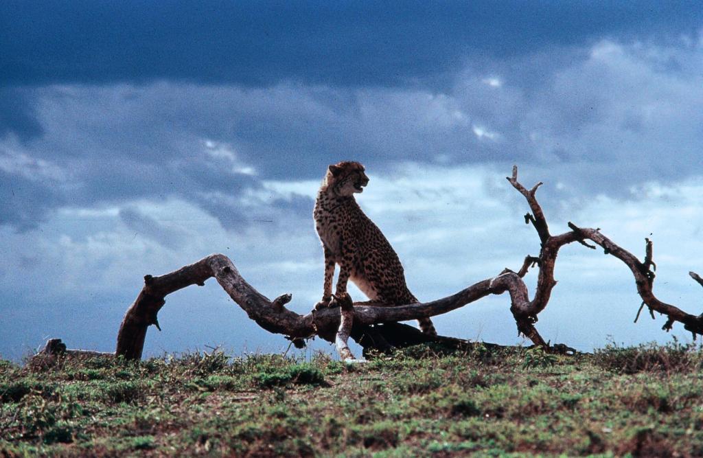 Кадры из Гепард (1989)