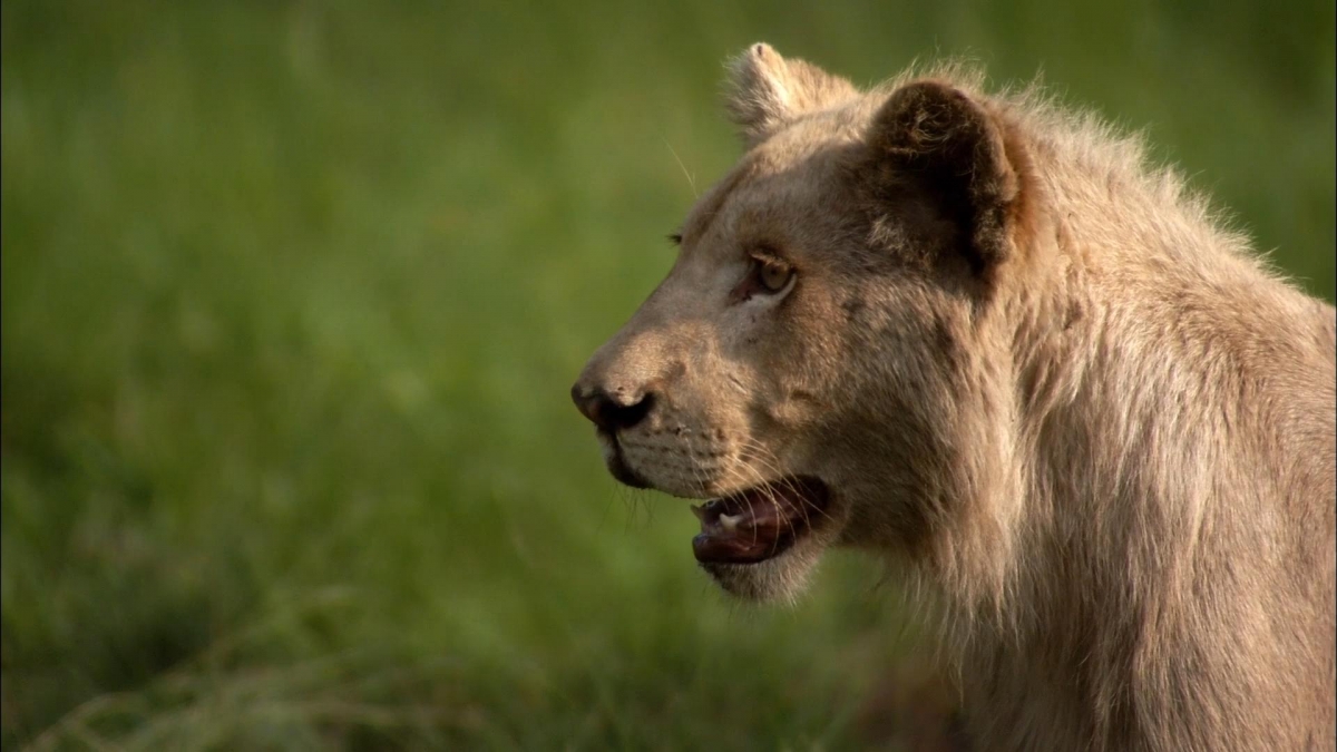 Кадры из Белый лев (2010)