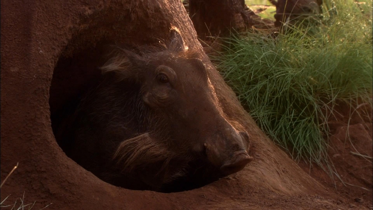 Кадры из Белый лев (2010)