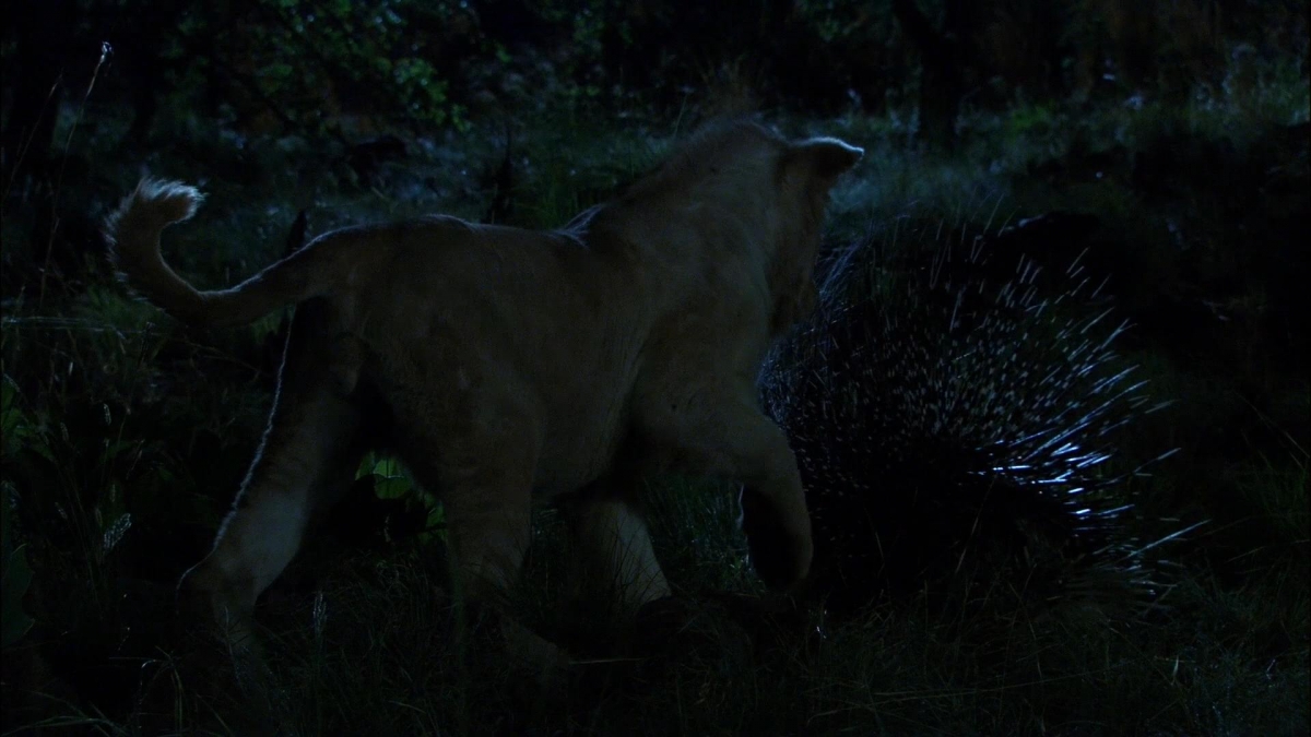 Кадры из Белый лев (2010)