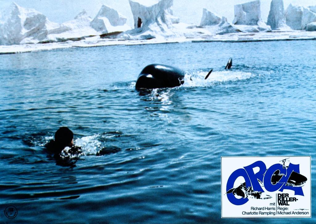 Кадры из Смерть среди айсбергов (1977)