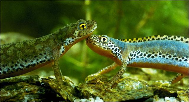 Кадры из Сфера колдовства (2011)