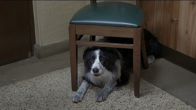 Собачий год (2009)