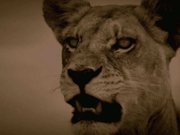 Кадры из Последние львы (2011)