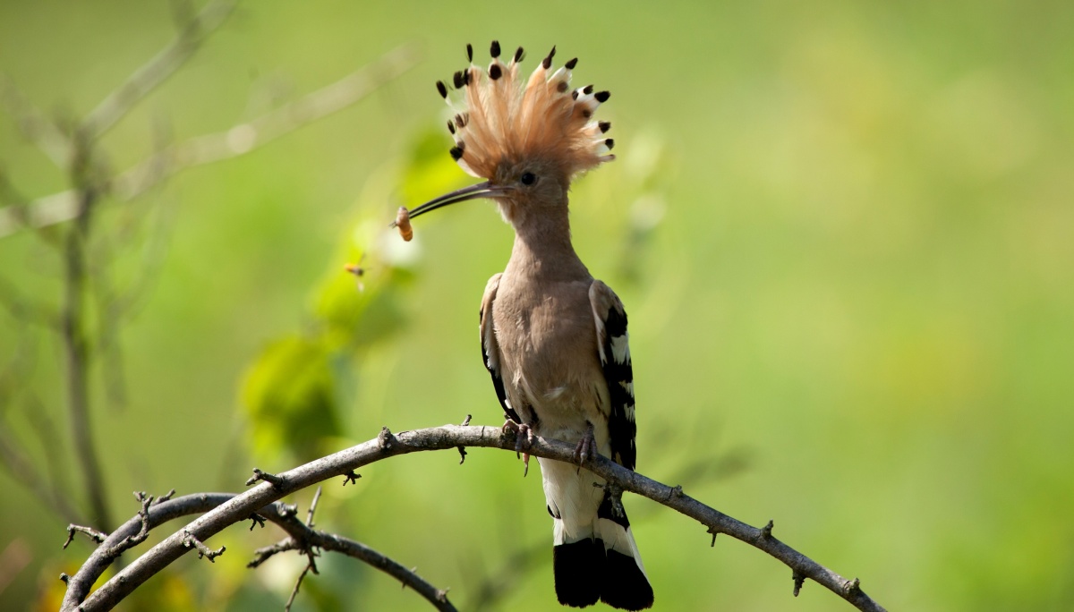 Кадры из Зелёная планета (2012)