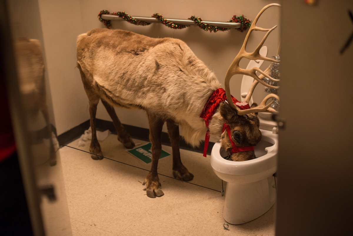 Кадры из Новогодний корпоратив (2016)