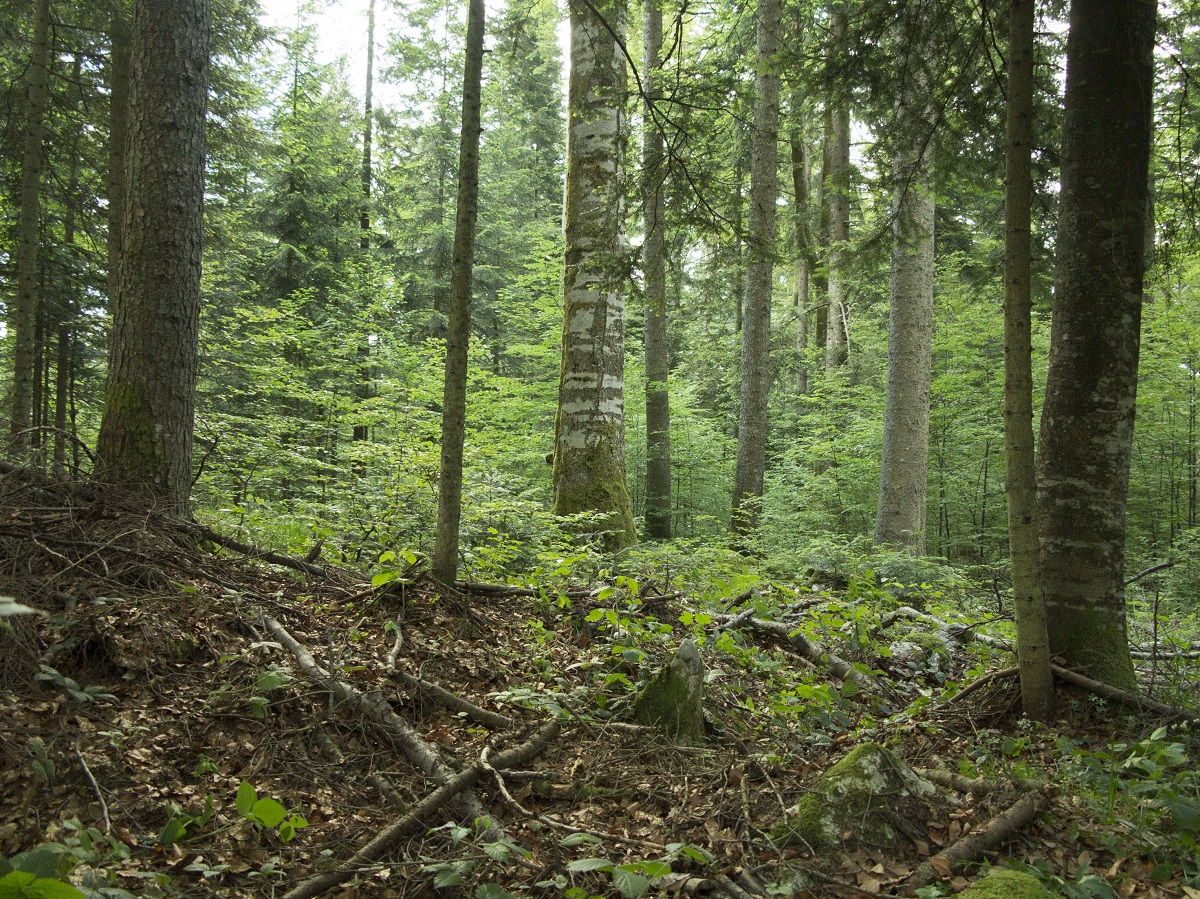 Лес призраков (2016)