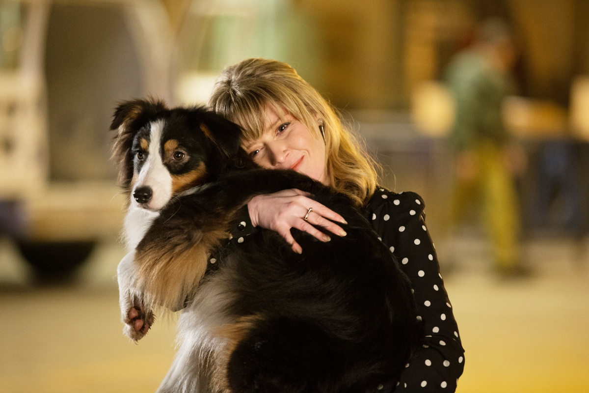 Кадры из Псы под прикрытием (2018)