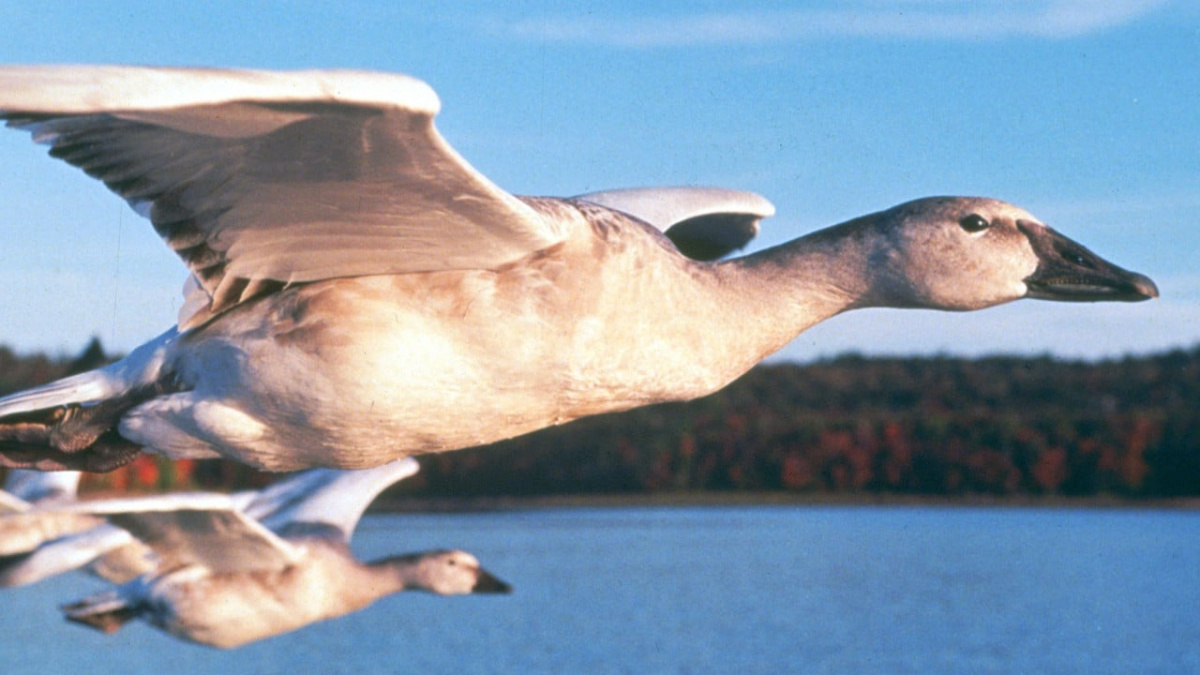 Кадры из Птицы (2001)