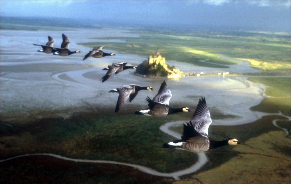 Кадры из Птицы (2001)