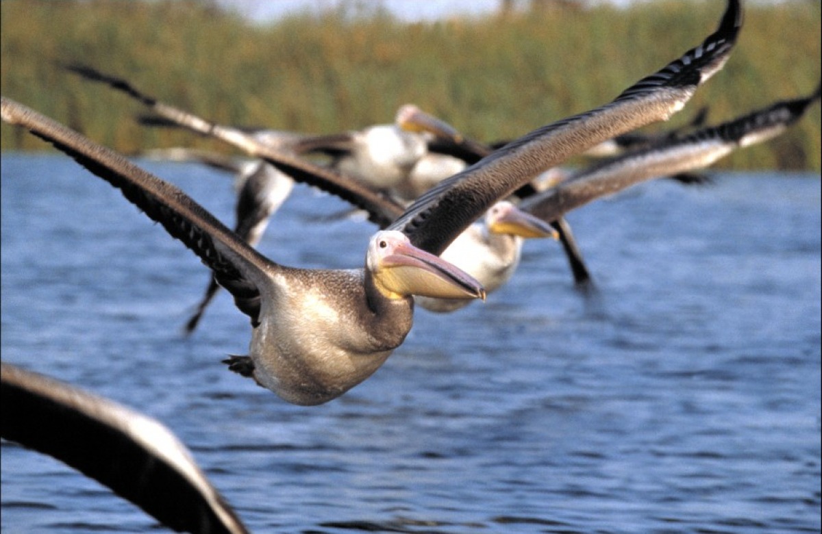 Кадры из Птицы (2001)