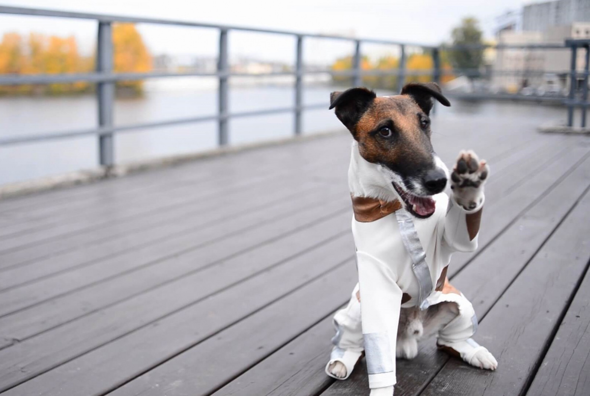 Фокстер и Макс (2019)