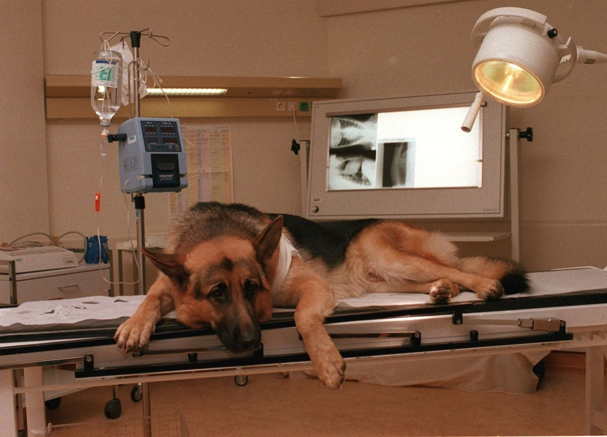 Кадры из Комиссар Рекс (1994)