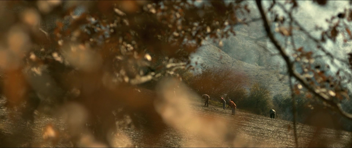 Дикая груша (2018)