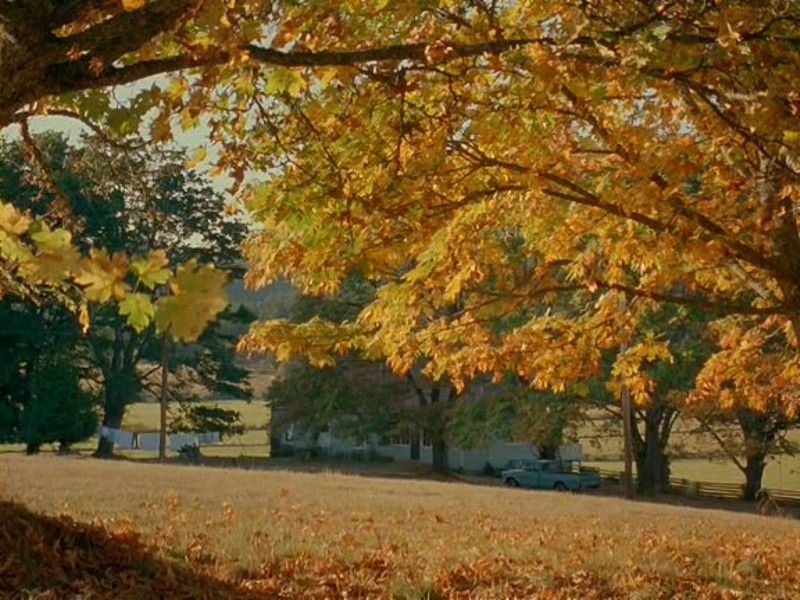 Далеко от дома: Приключения желтого пса (1995)