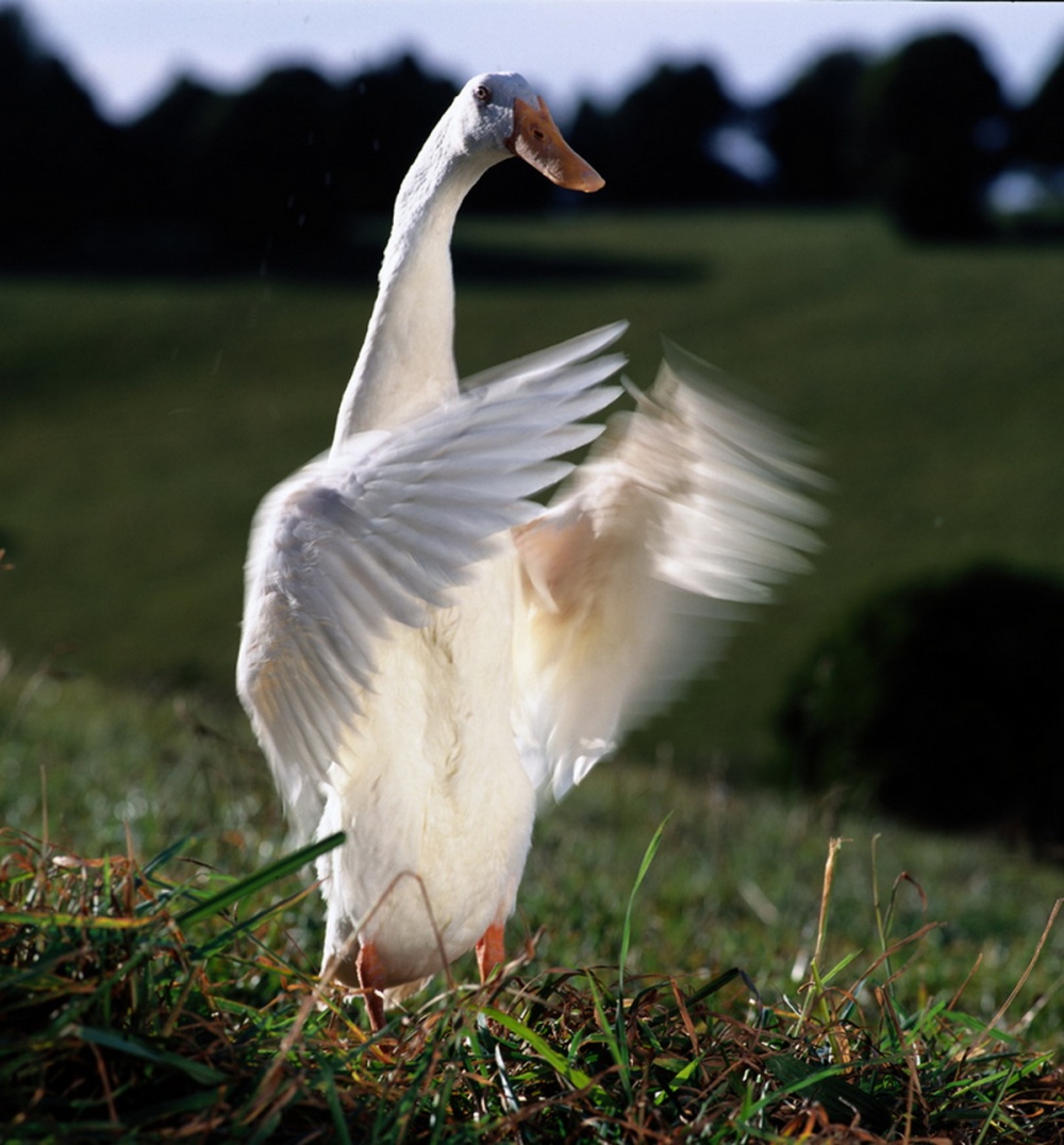 Кадры из Бэйб: Четвероногий малыш (1995)