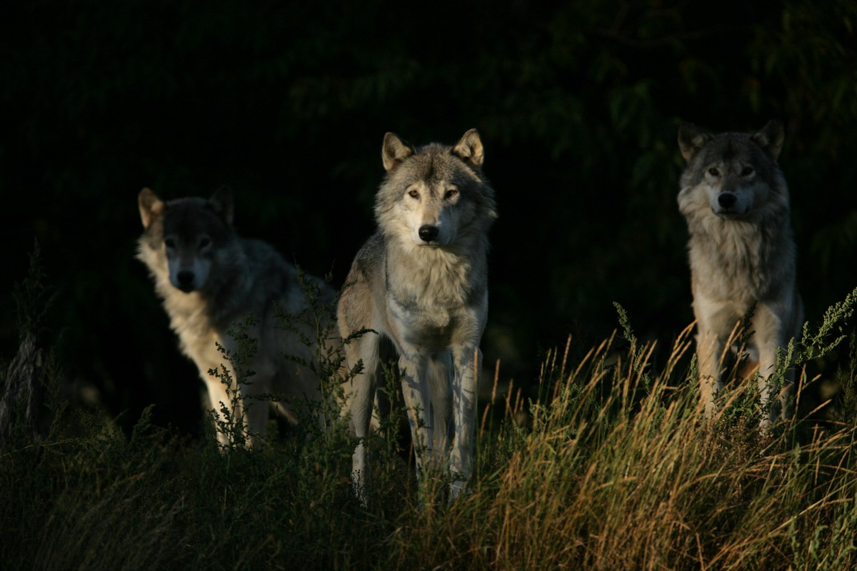 Приключения бобрёнка (2008)