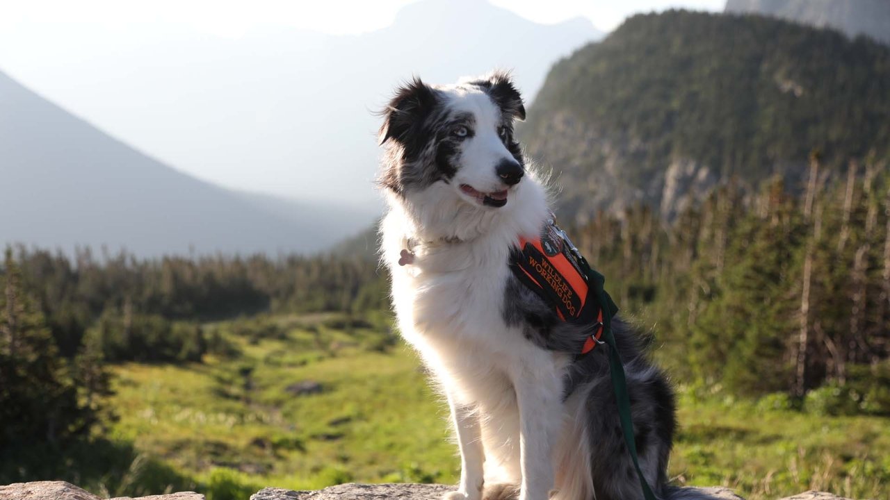 Удивительные профессии собак (2019)