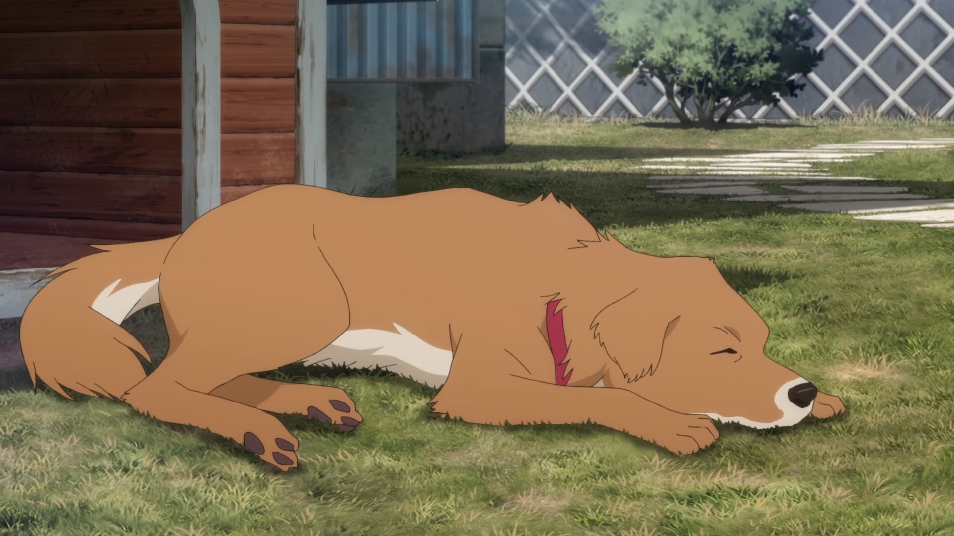 Кадры из Хороший мальчик Гонта: История жизни пострадавшей в Фукусиме собаки с двумя именами (2022)