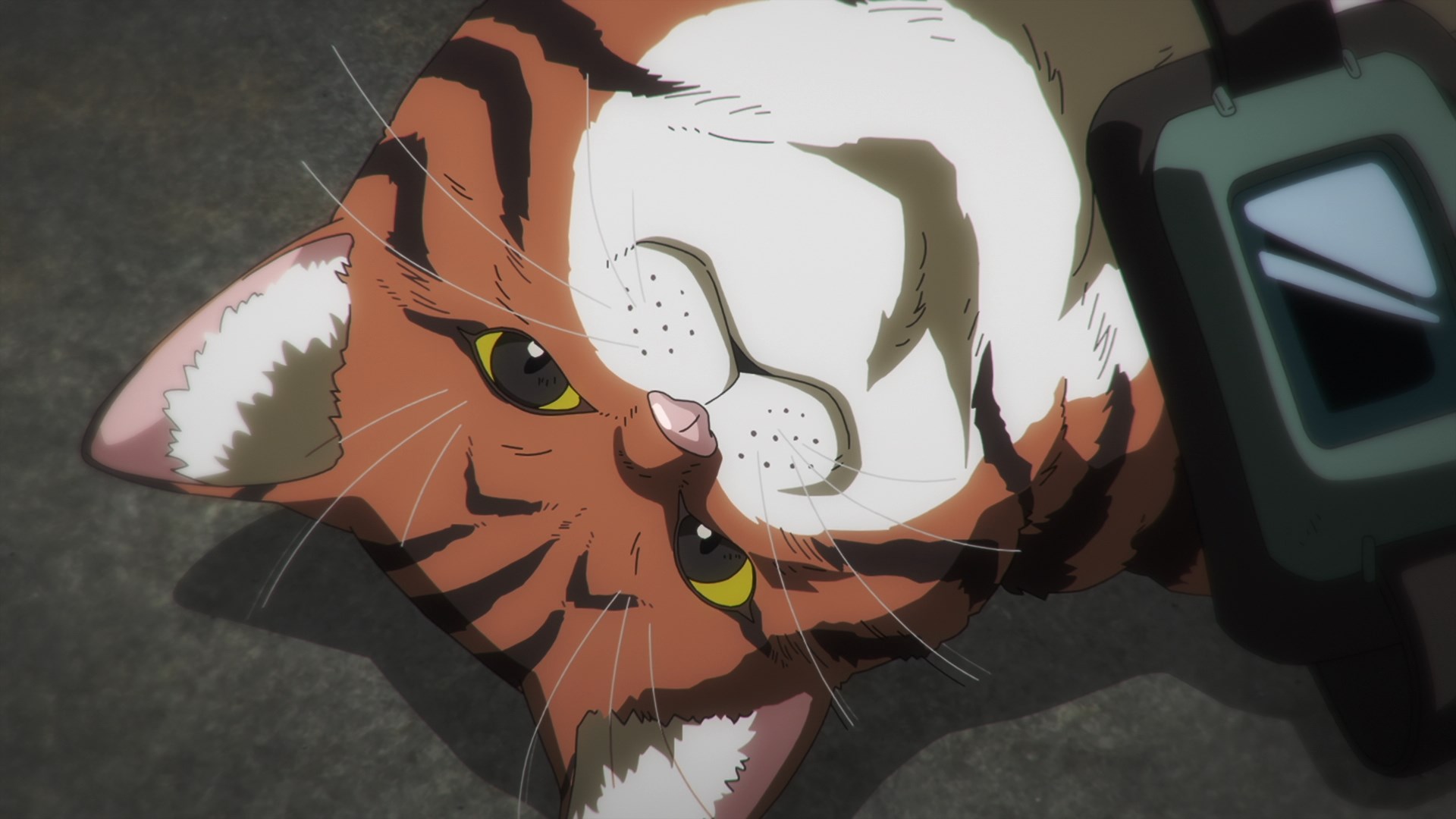 Кадры из Ночь живых кошаков (2025)